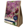 Taylors 50 Allium Collection Bulbs - Old Railway Line Garden Centre