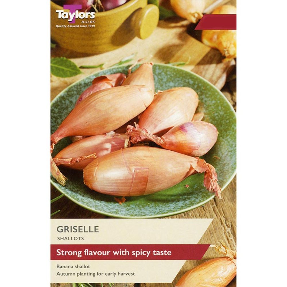 Taylors 6 Griselle Shallot Bulbs