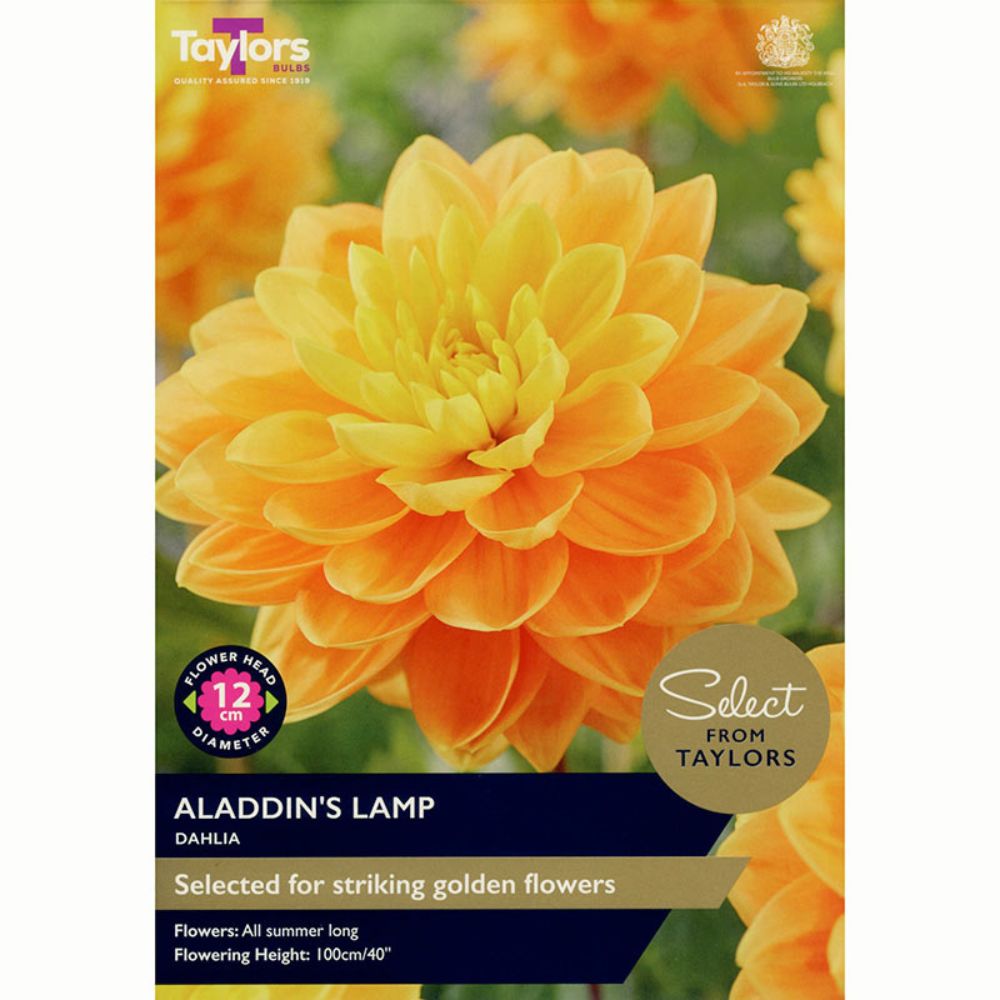 Taylors 2 Aladdin’s Lamp Dahlia Tubers