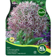 Taylors Allium 'Christophii' Bulbs - Old Railway Line Garden Centre