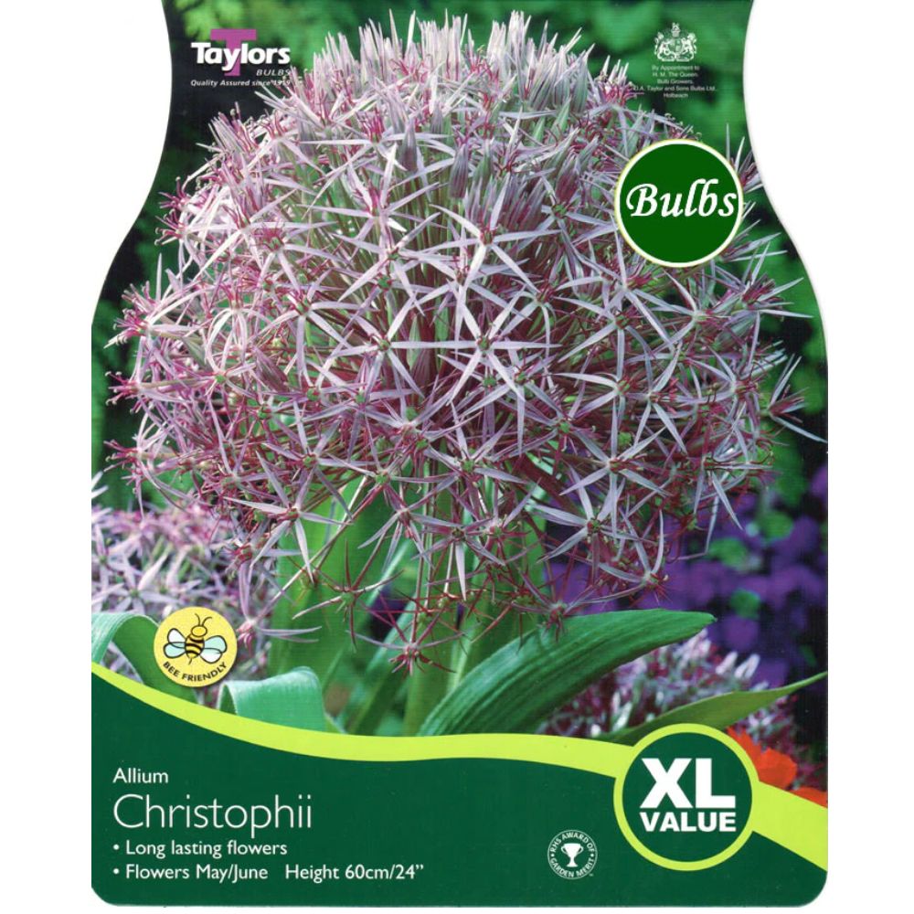 Taylors Allium 'Christophii' Bulbs - Old Railway Line Garden Centre