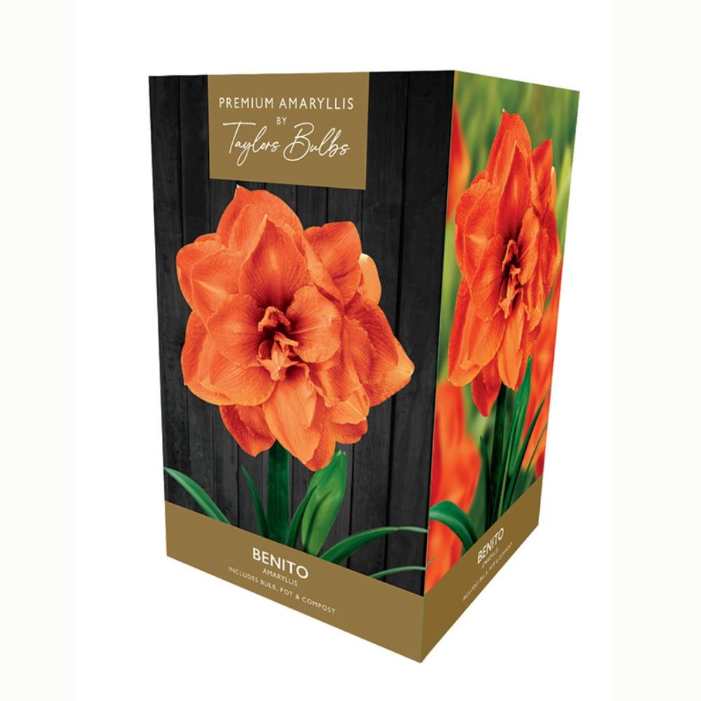 Taylors Amaryllis 'Benito' Bulb - Old Railway Line Garden Centre