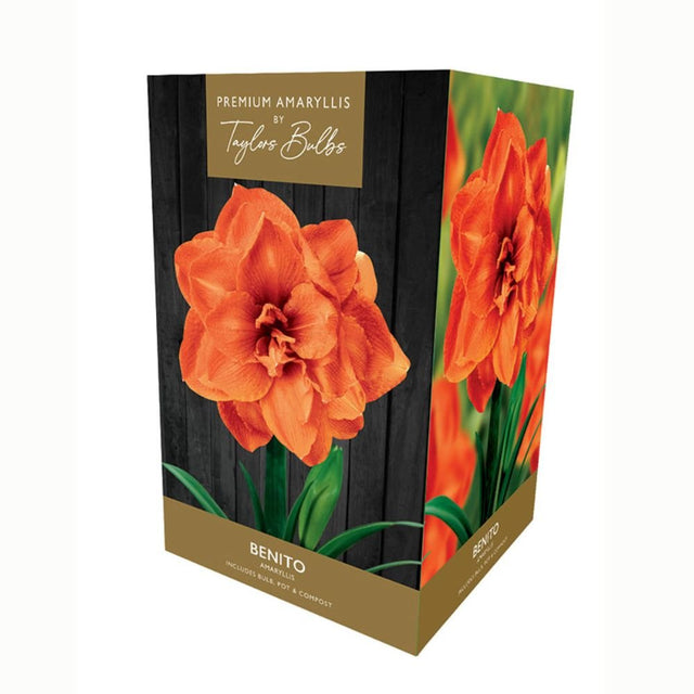 Taylors Amaryllis 'Benito' Bulb - Old Railway Line Garden Centre