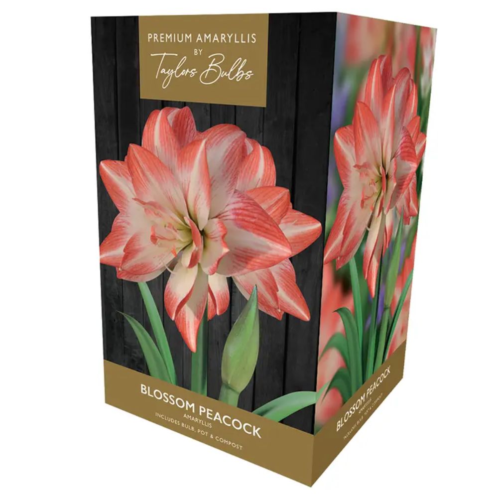 Taylors Amaryllis 'Blossom Peacock' Bulb - Old Railway Line Garden Centre