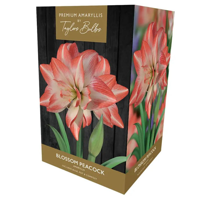 Taylors Amaryllis 'Blossom Peacock' Bulb - Old Railway Line Garden Centre