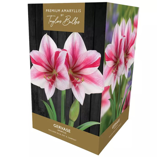 Taylors Amaryllis 'Gervase' Bulb - Old Railway Line Garden Centre