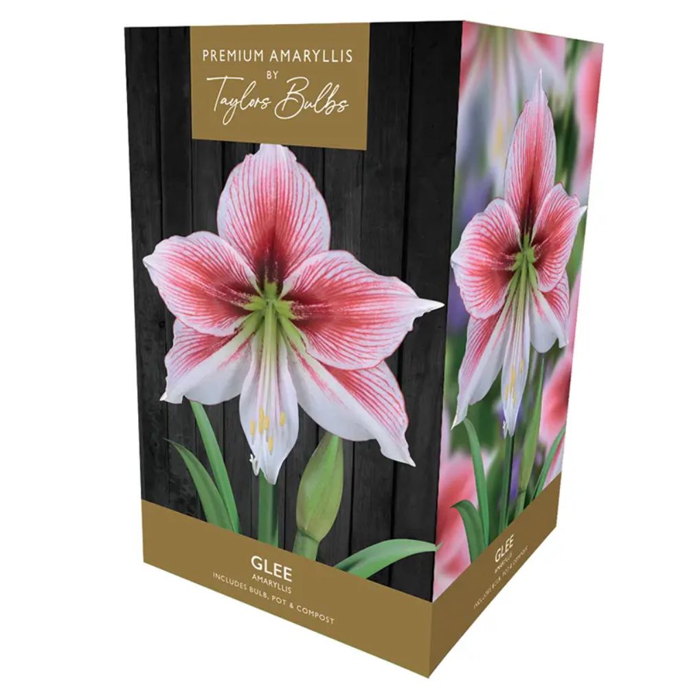 Taylors Amaryllis 'Glee' Bulb - Old Railway Line Garden Centre