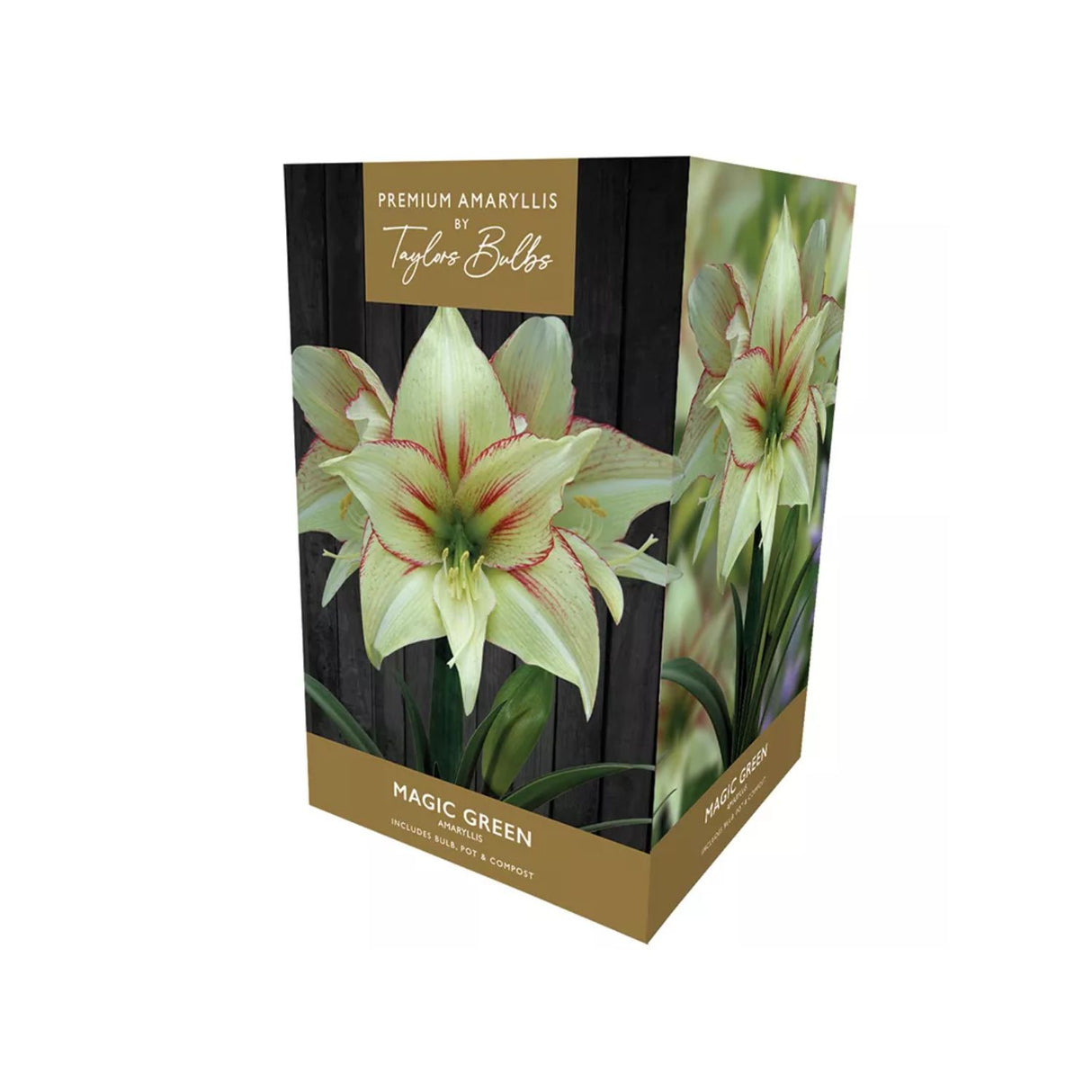 Taylors Amaryllis Magic Green