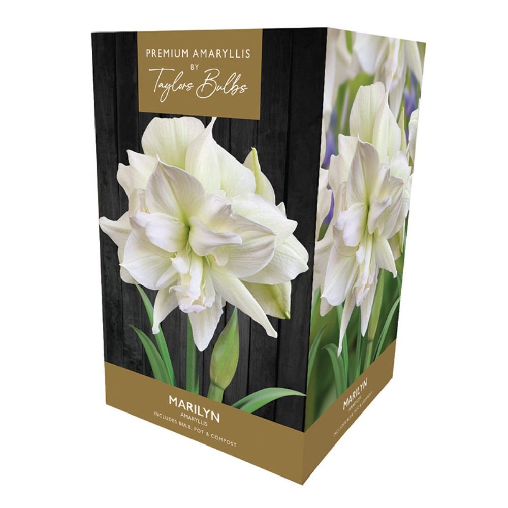Taylors Amaryllis 'Marilyn' Bulb - Old Railway Line Garden Centre
