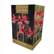 Taylors Amaryllis 'Rose Cybister' Bulb - Old Railway Line Garden Centre