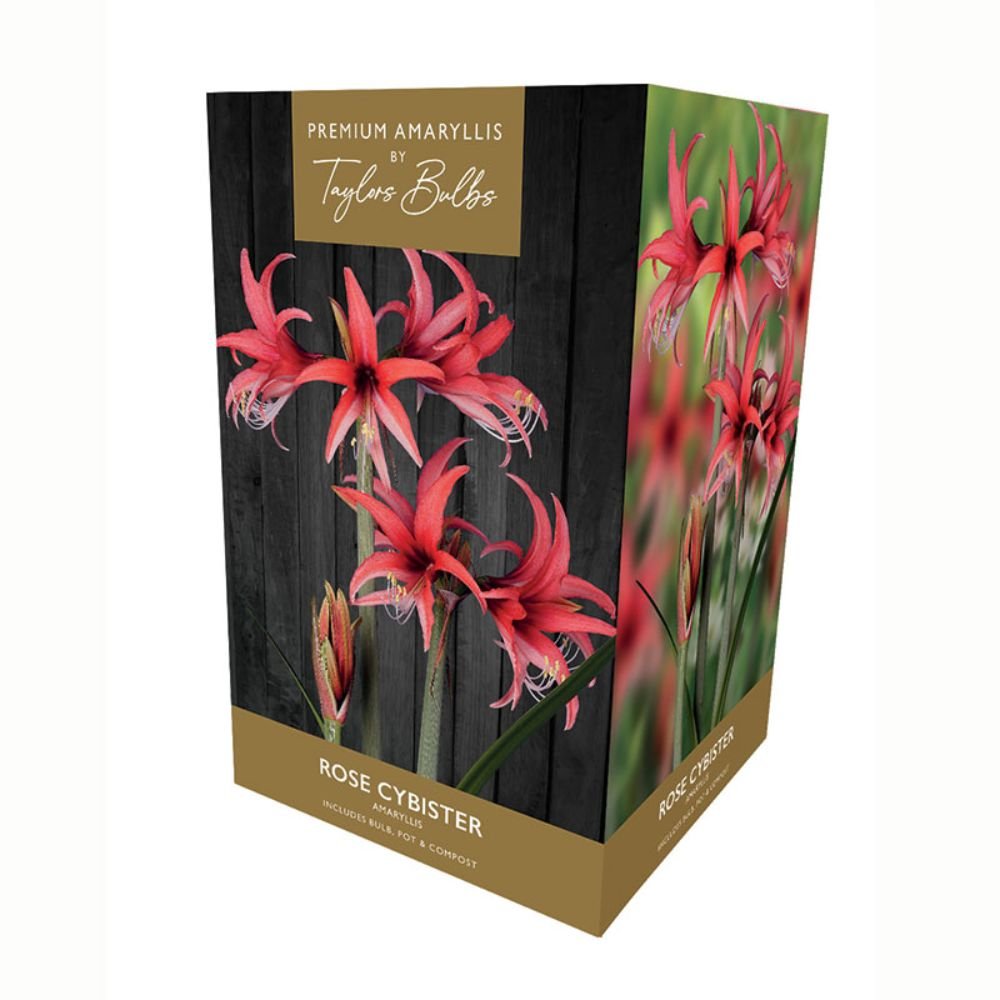 Taylors Amaryllis 'Rose Cybister' Bulb - Old Railway Line Garden Centre