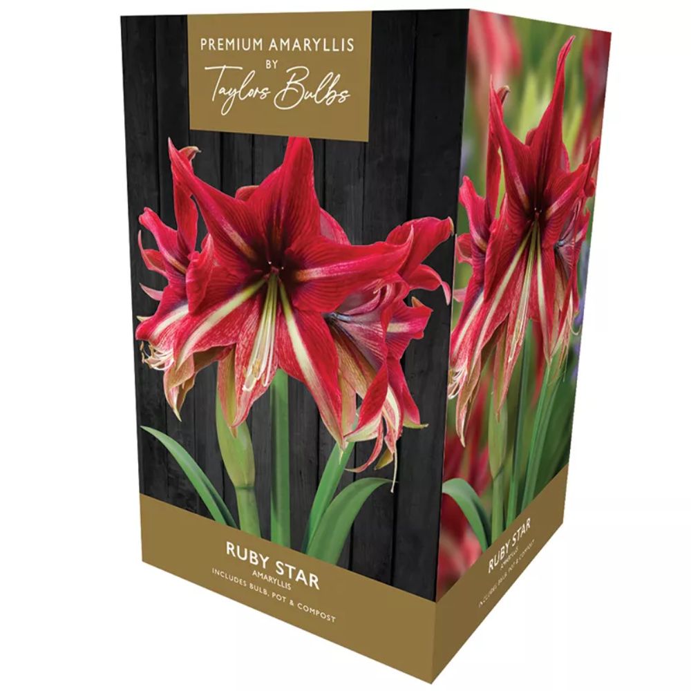 Taylors Amaryllis 'Ruby Star' Indoor Growing Kit