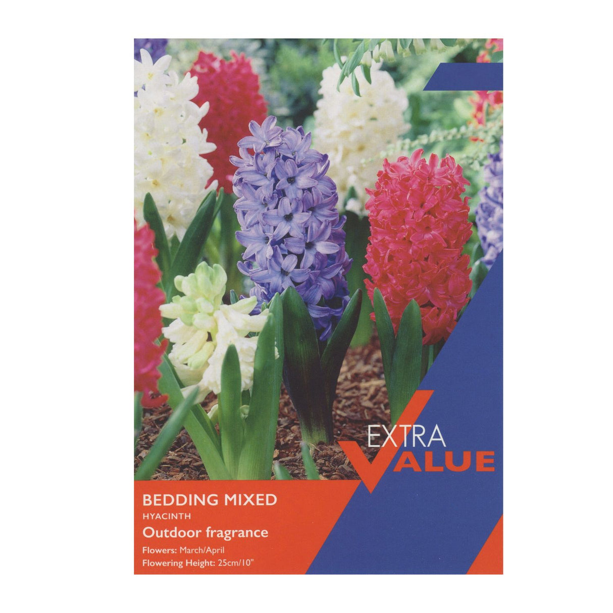 Taylors 8 Bedding Mixed Hyacinth Spring Flowering Bulbs