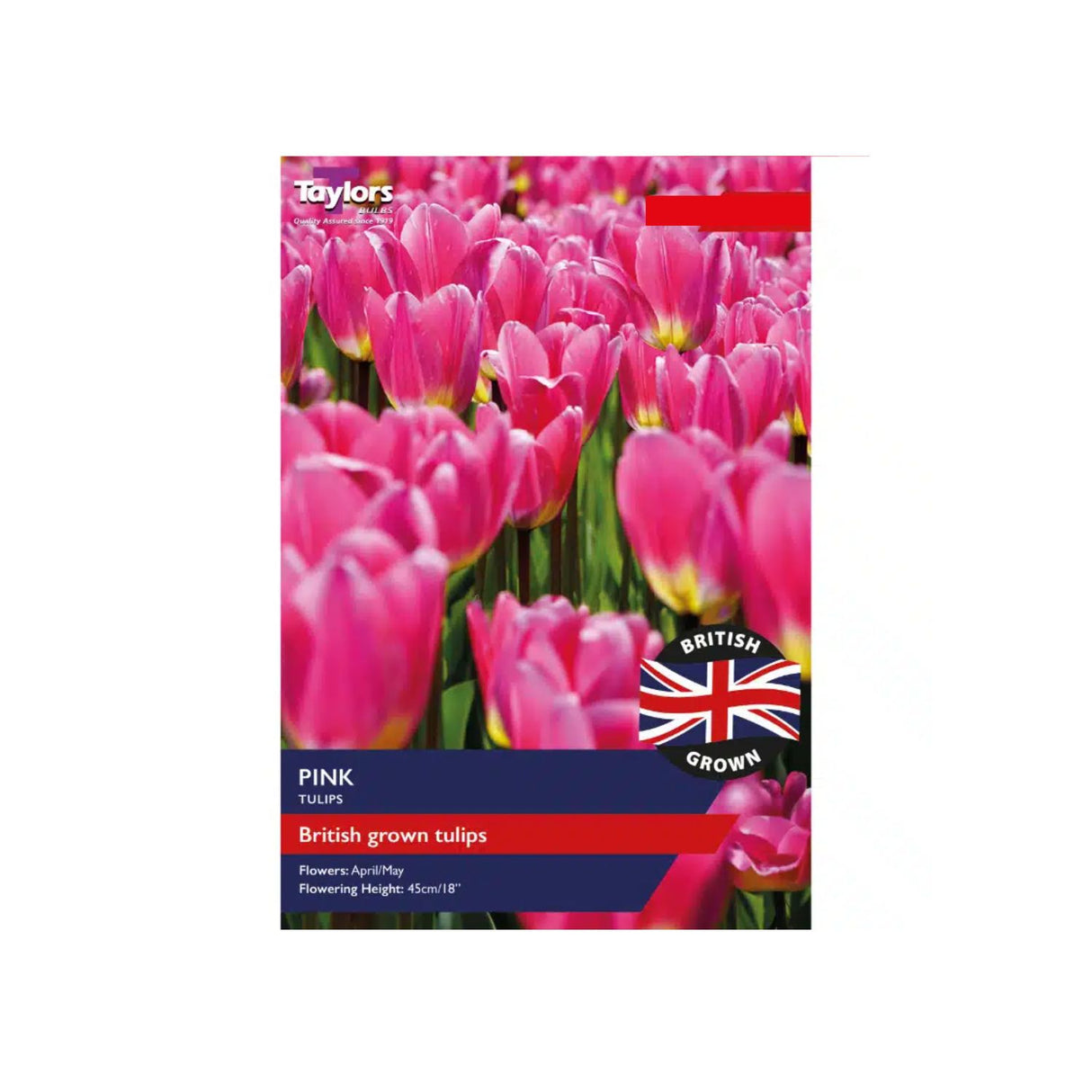 Taylors British Grown Pink Tulips Bulbs
