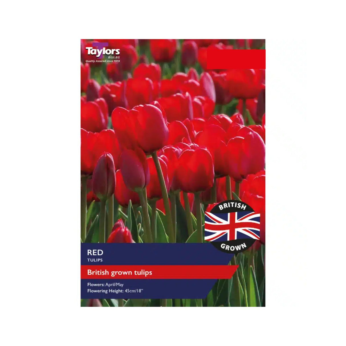 Taylors British Grown Red Tulips bulbs