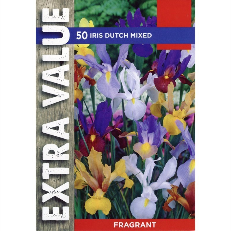 Taylors 50 Iris Dutch Mixed Spring Flowering Bulbs