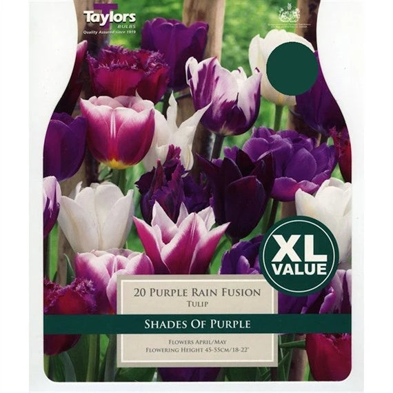 Taylors 20 Purple Rain Fusion Tulip Bulbs - XL Value