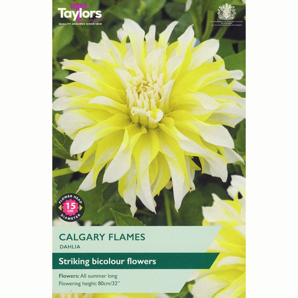 Taylors 1 Calgary Flames Dahlia Tuber