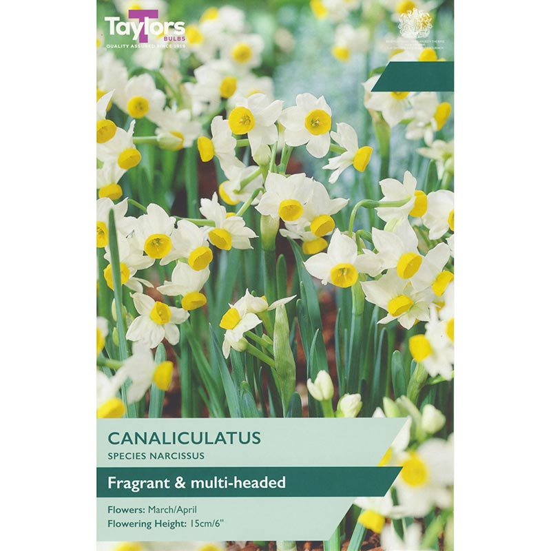 Taylors 12 Canaliculatus Narcissus Spring Flowering Bulbs