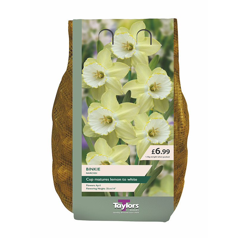 Taylors 1.5kg Narcissus Binkie Carri-pack Spring Flowering Bulbs - 2 FOR £12