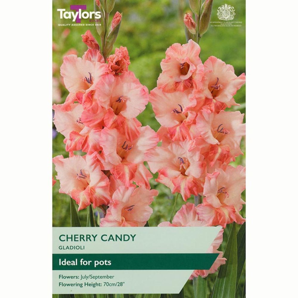 Taylors 8 Cherry Candy Gladioli Tubers