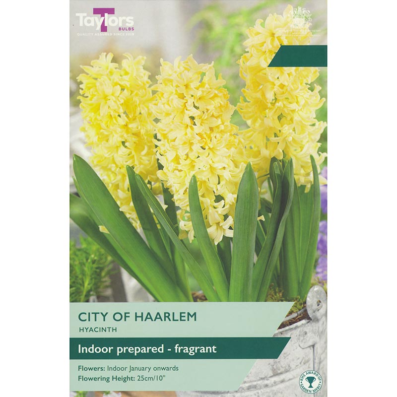 Taylors 3 Hyacinth City Of Haarlem Prepared Spring Flowering Bulbs