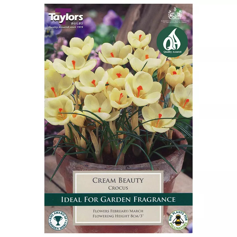 Taylors 10 Cream Beauty Crocus Spring Flowering Bulbs