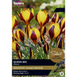 Taylors Crocus 'Queen Bee' Bulbs - Old Railway Line Garden Centre