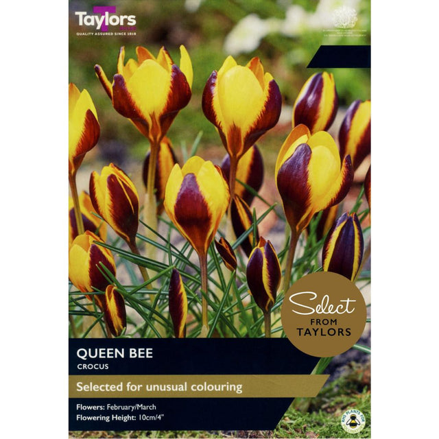 Taylors Crocus 'Queen Bee' Bulbs - Old Railway Line Garden Centre