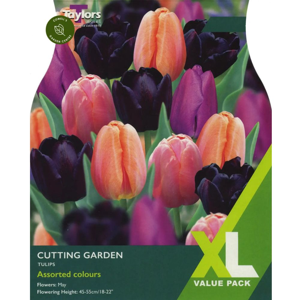Taylors 20 Cutting Garden Tulip Bulbs Assorted Colours Spring Flowering Bulbs