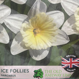 Taylors Daffodil 'Ice Follies' Bulbs - 25kg Bag