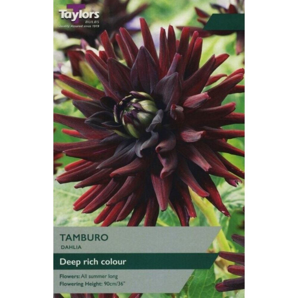 Taylors 1 Tamburo Dahlia Tuber