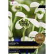 Taylors Galanthus 'Hippolyta' Bulbs - Old Railway Line Garden Centre
