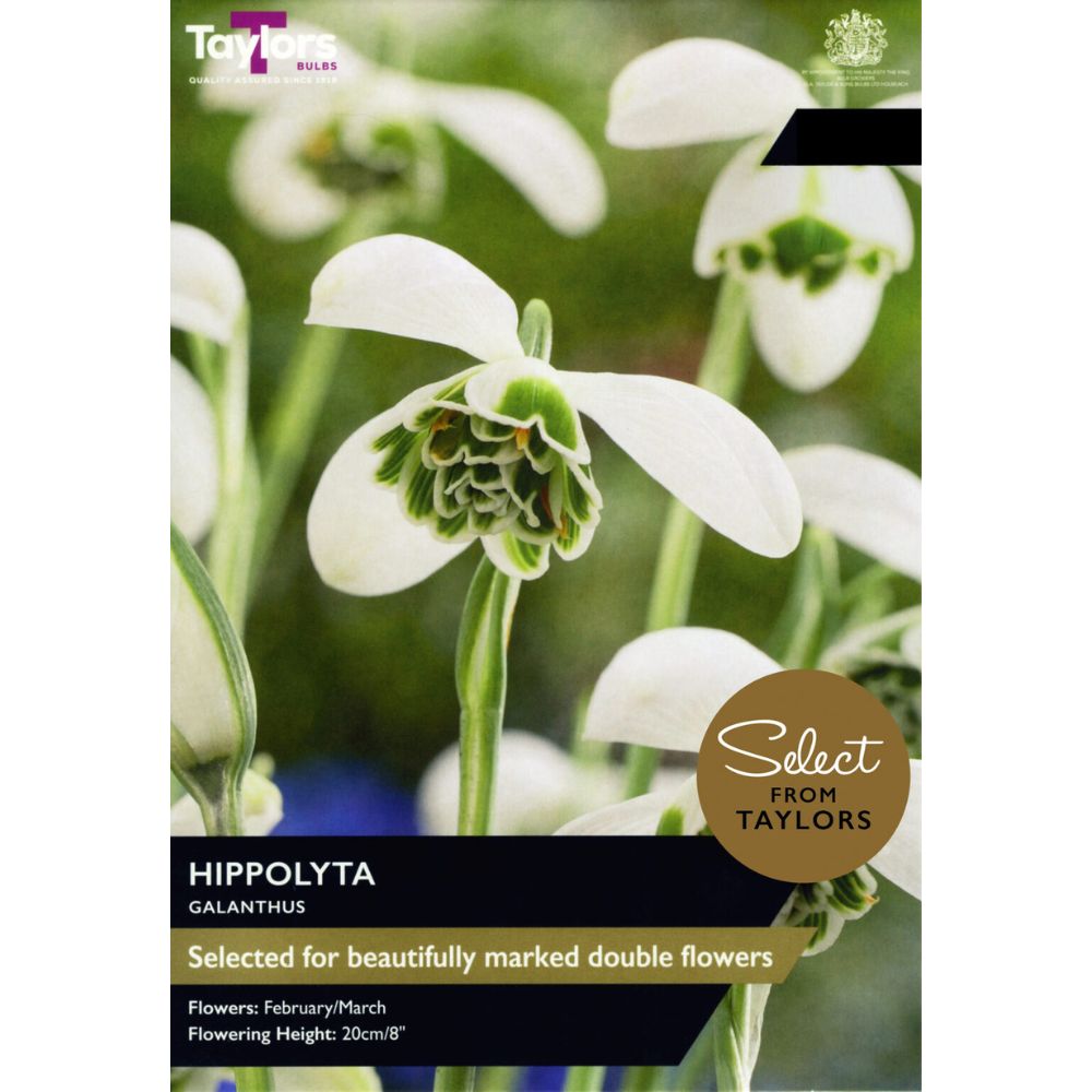 Taylors Galanthus 'Hippolyta' Bulbs - Old Railway Line Garden Centre