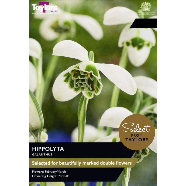 Taylors Galanthus 'Hippolyta' Bulbs - Old Railway Line Garden Centre