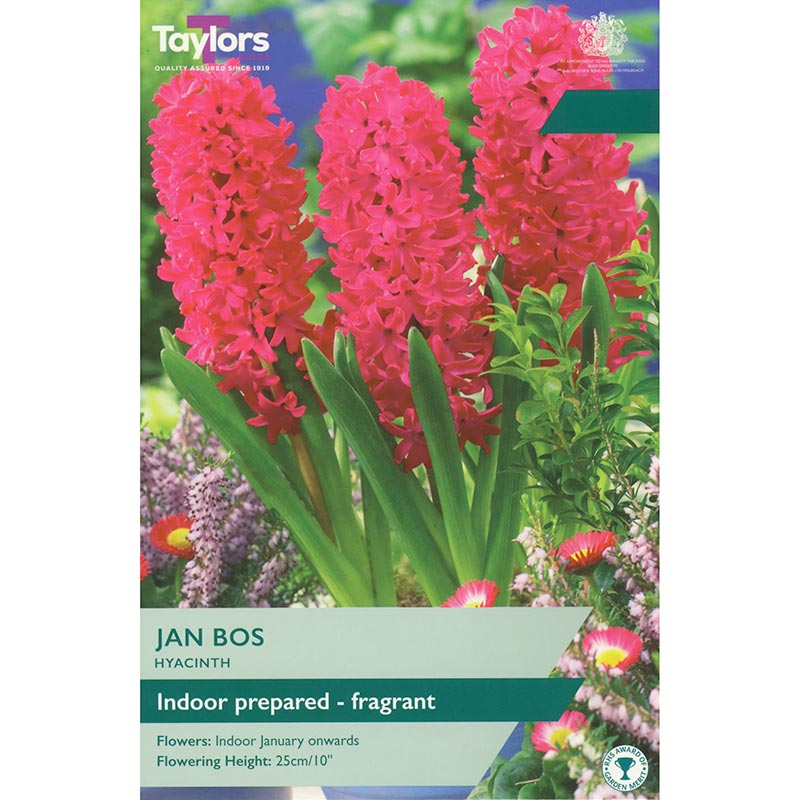 Taylors Hyacinth Jan Bos Spring Flowering Bulbs