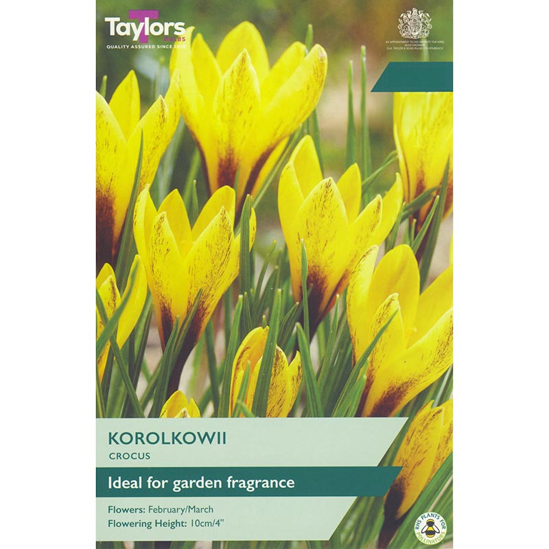 Taylors 12 Crocus ‘Korolkowii’ Spring Flowering Bulbs