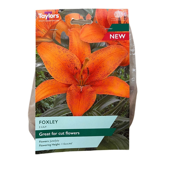 Taylors 2 Lily Foxley Bulbs - Old Railway Line Garden Centre