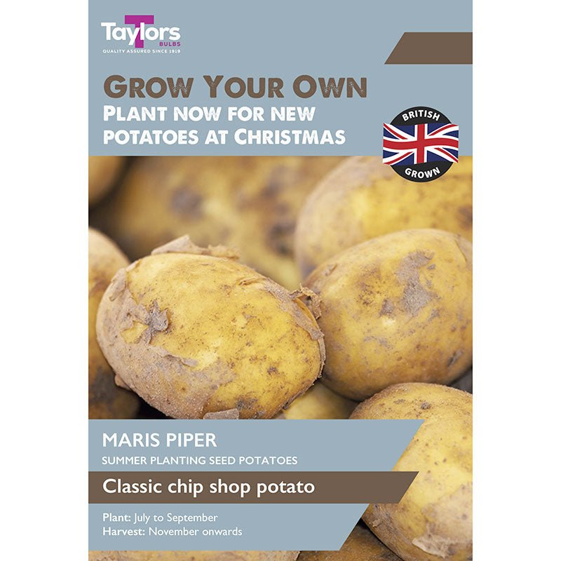 Taylors Maris Piper Summer Planting Seed Potatoes - Old Railway Line Garden Centre