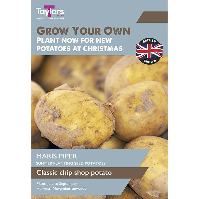 Taylors Maris Piper Summer Planting Seed Potatoes - Old Railway Line Garden Centre