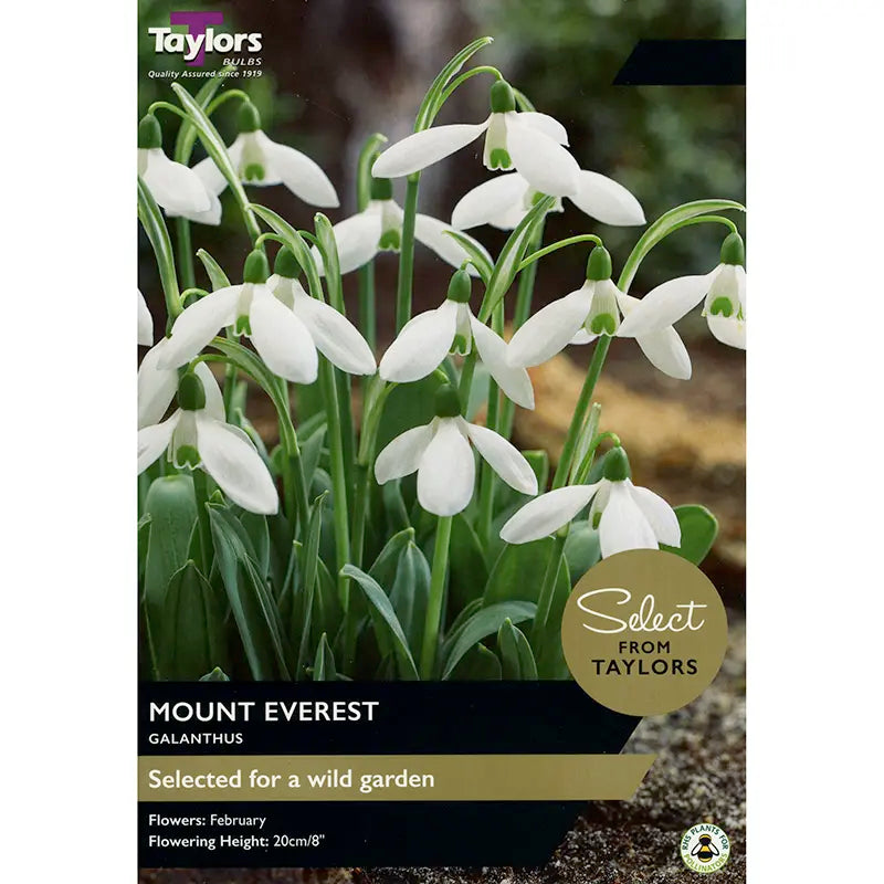 Taylors 5 Select Mount Everest Galanthus Spring Flowering Bulbs