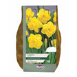 Taylors Narcissus 'Camelot' Bulbs - Old Railway Line Garden Centre