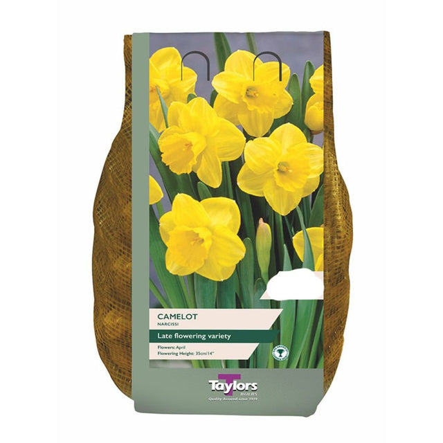 Taylors Narcissus 'Camelot' Bulbs - Old Railway Line Garden Centre