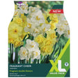 Taylors Narcissus 'Fragrant Cheer' Bulbs - Old Railway Line Garden Centre