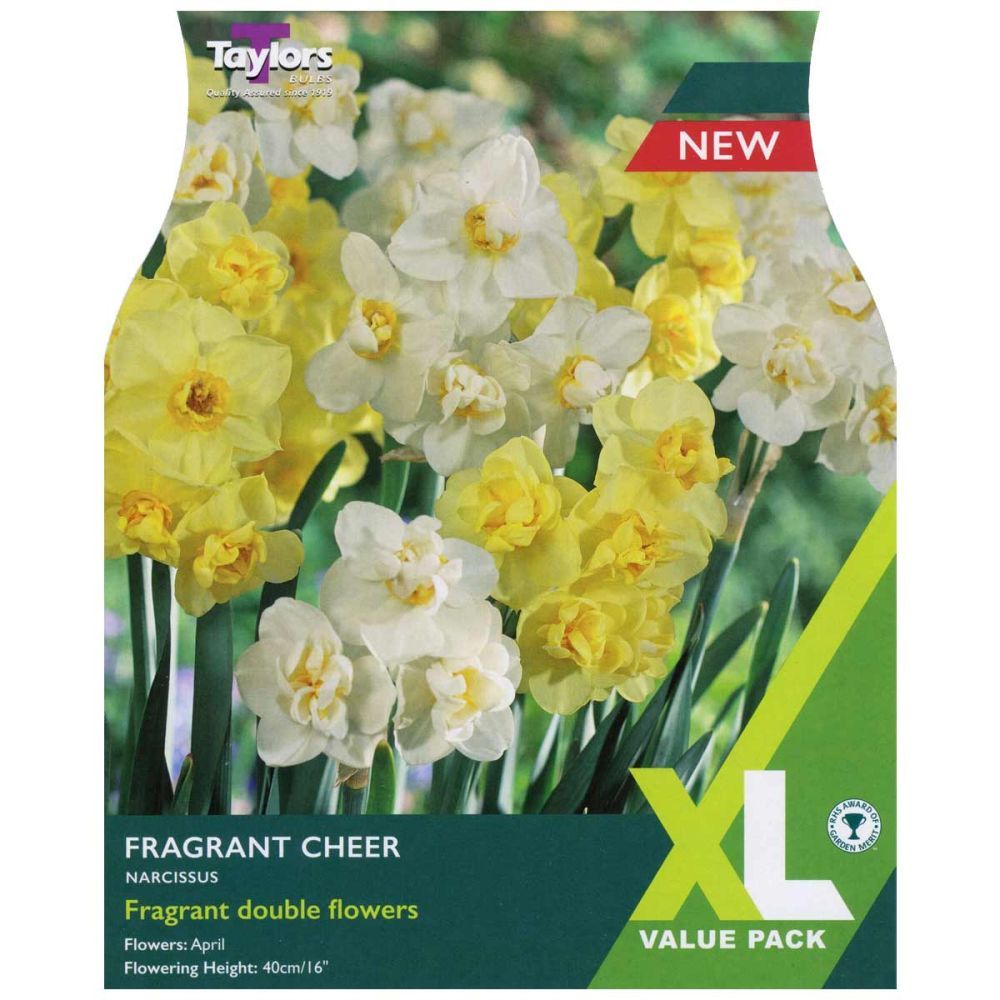 Taylors Narcissus 'Fragrant Cheer' Bulbs - Old Railway Line Garden Centre