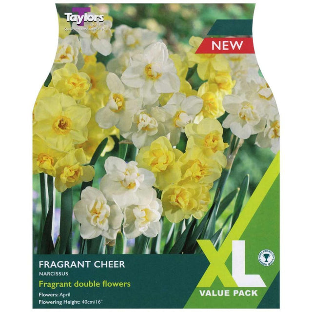Taylors Narcissus 'Fragrant Cheer' Bulbs - Old Railway Line Garden Centre