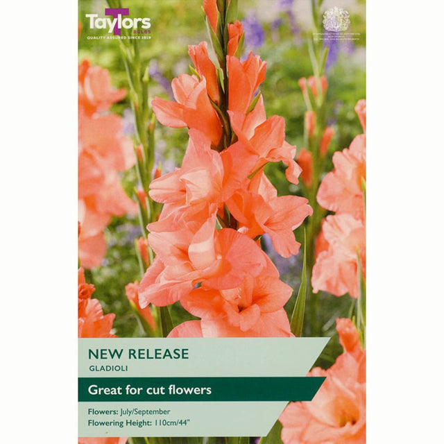 Taylors 10 New Release Gladioli Bulbs - Old Railway Line Garden Centre