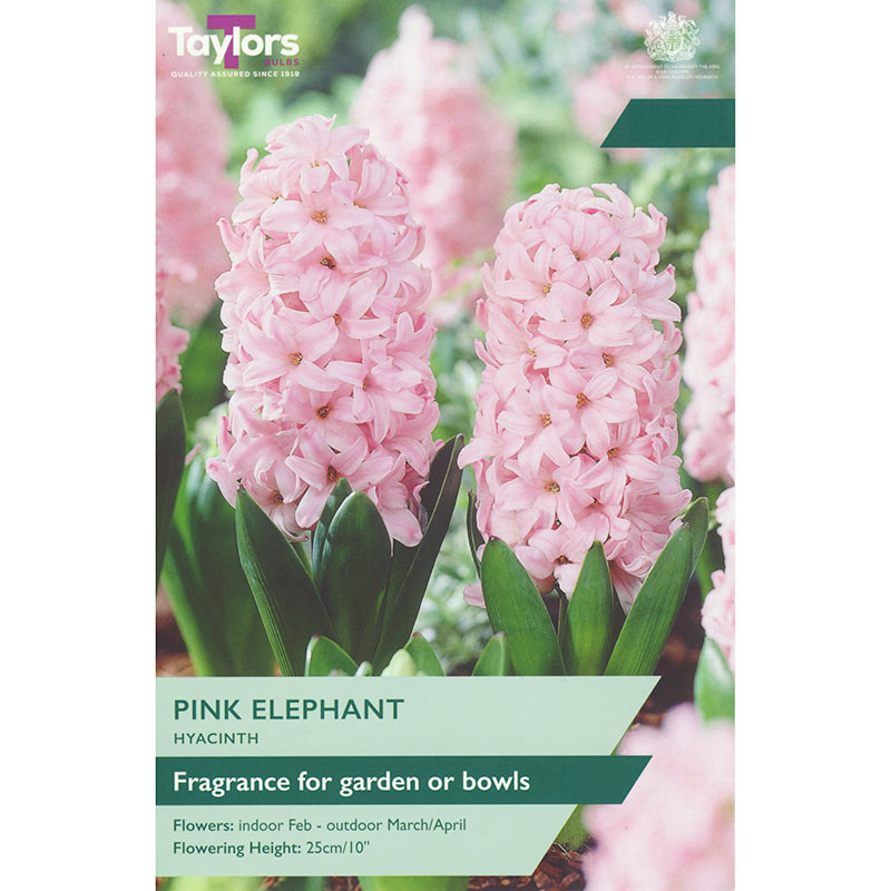 Taylors 4 Pink Elephant Hyacinth Spring Flowering Bulbs