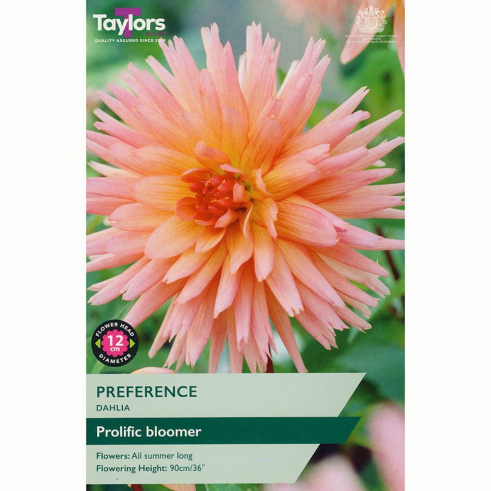 Taylors 1 Preference Dahlia Tuber
