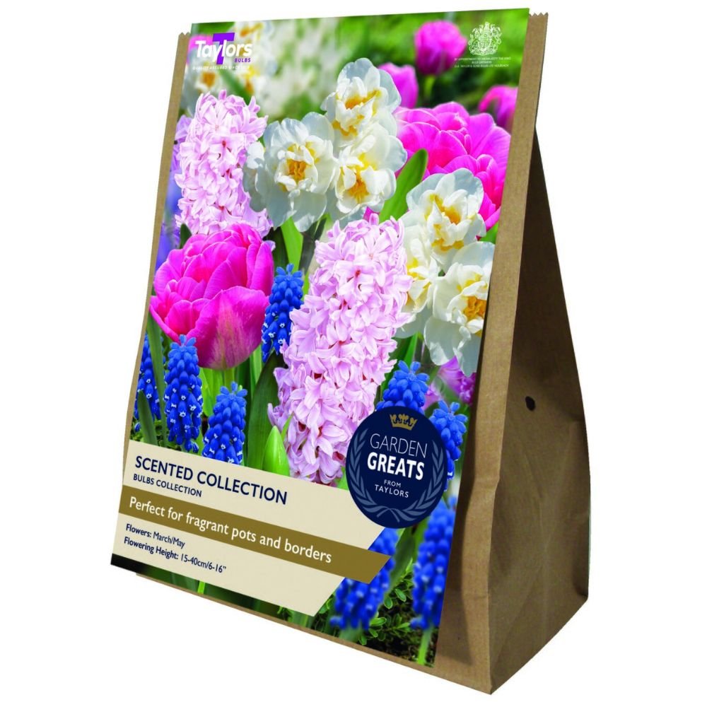 Taylors Scented Collection Bulbs - Old Railway Line Garden Centre
